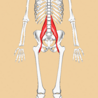 Rotating image of the Psoas muscle of the upper leg
