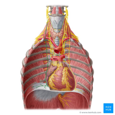 Right phrenic nerve (highlighted in green) - anterior view