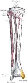 Tibia anterior med malleolus.jpg