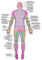Posterior Cutaneous Innervation