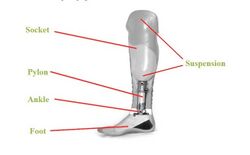 Transtibial prosthetic components