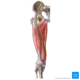 Muscular branches of femoral nerve (highlighted in green) - anterior view