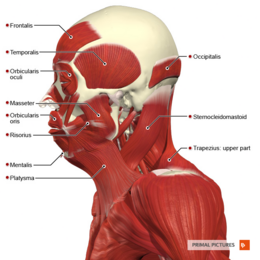 Figure 3. Temporalis, masseter, platysma