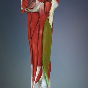 Biceps_fem_2