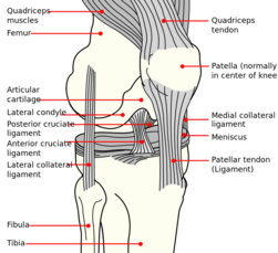 Knee Anatomy