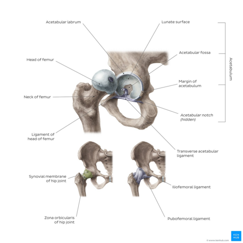 Hip joint