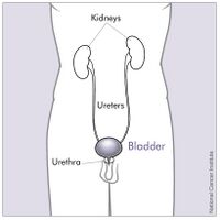 Upper and Lower Urinary Tract