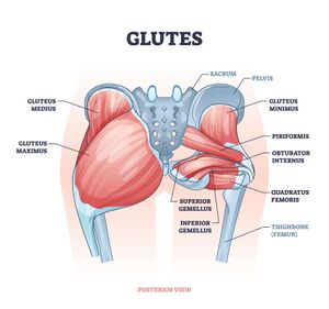 Gluteus Medius