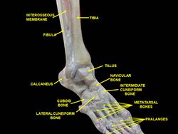Interosseous membrane