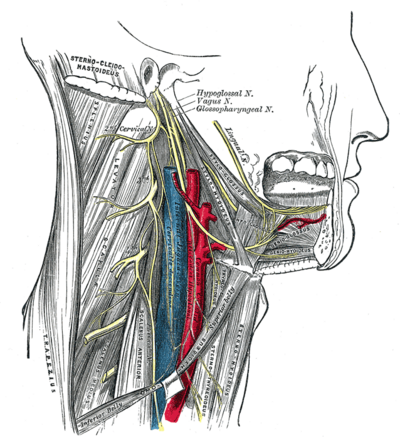 Hypoglossal nerve