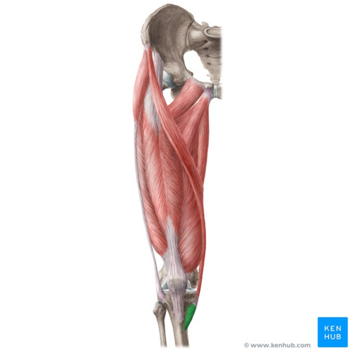 Pes anserinus (highlighted in green) - anterior view