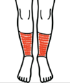 Gaiter area