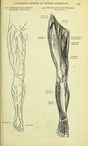 Obturator nerve, anterior division marked