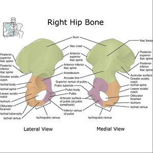 Bony-pelvis-illustration