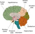 Cross section of the brain showing lobes of the brain